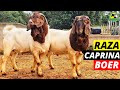 Raza De Cabras Boer |La MEJOR Raza CAPRINA Para CARNE