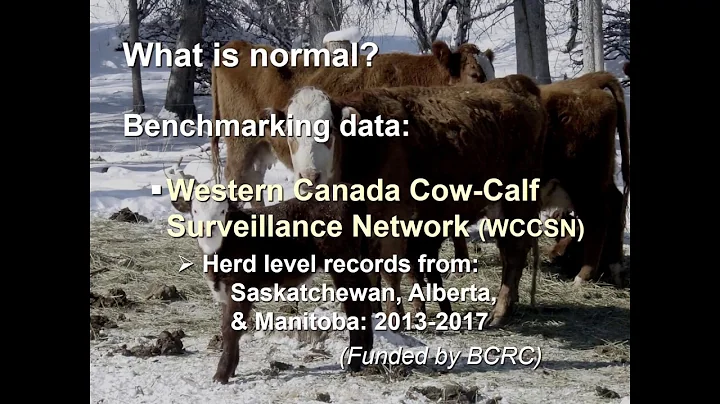 How to prevent reproductive wrecks in cow-calf herds