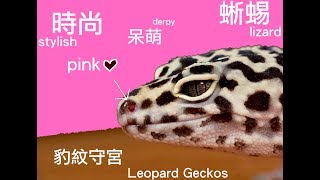 昆蟲擾西上課了！寵物蜥蜴 Leopard Geckos
