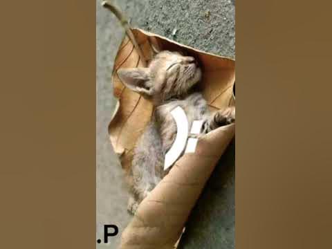 эль гато мы тебя любим😩😭 - YouTube