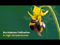 Bumblebee pollination in high temperatures