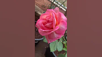 Rose California dreaming #india #rose #roses #flowers #gardenflowers #garden #gardenroses