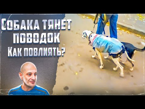 Как можно повлиять на то,чтобы собака не тянула