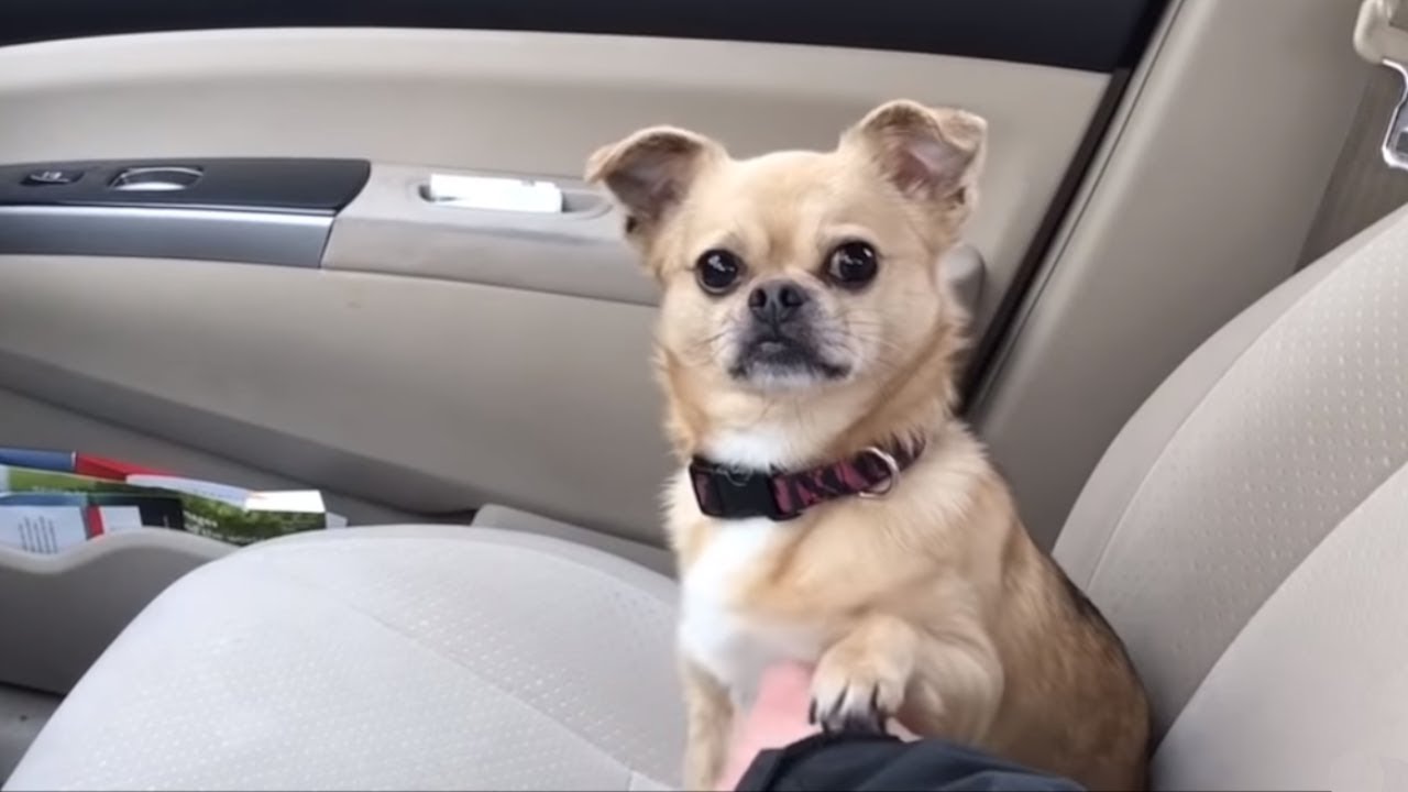 videos for cats Dog's adorable tactic to not allow owner to drive away