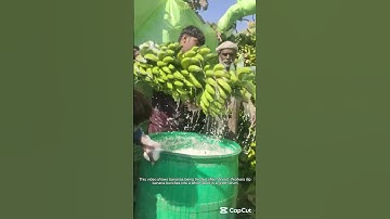 From Farm to Table How Bananas Are Ripened