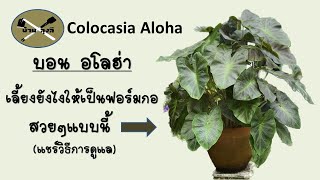 บอน อโลฮ่า (Colocasia Aloha) ปลูกยังไงให้สวย ให้ฟู ให้แน่น: บ้านลุงลี