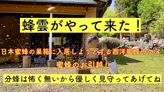 【セイヨウミツバチ】和蜂の待箱に入ろうとやって来た西洋蜜蜂分蜂群に慌てるおじさん。