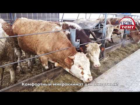 ФЕРМА КРС Коровники беспривязного содержания, откорм бычков, строительство коровников, молочных ферм