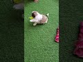 Funpuppydogloversphingsbyp