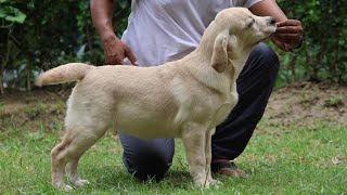 Puppy show training || Best female Labrador puppy || KCI registered show quality puppy