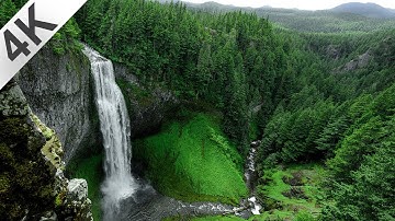 4K Relaxing Forest Nature With Soothing Birds Singing- Enjoyment and positive energy