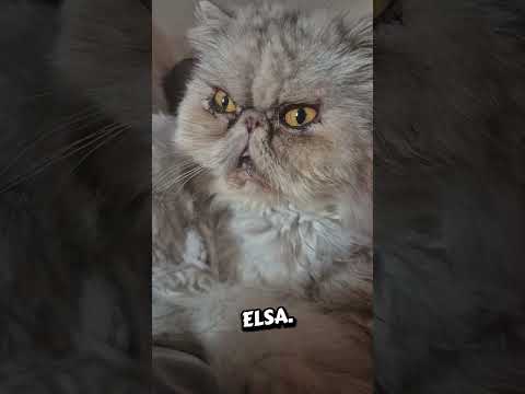 Elsa cant be bothered in the heat #persiancats #fyp #cattok