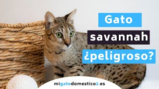 💀 GATO SAVANNAH ❌ Un gato salvaje y doméstico ❌ ¿Es tan peligroso? by migatodomestico 6,320 views 2 years ago 7 minutes, 14 seconds