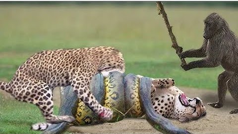 Python Too Aggressive_ Big Cat Can_t Escape of Giant Anaconda_ Python vs Lion_ Leopard_ Monkey