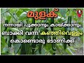 Pachamulaku krishi  green chilli farming  prs kitchen krishi  red chilly cultivation malayalam