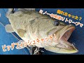 釣れちゃった？ミノーの高速リトリーブでビッグフィッシュキャッチ！