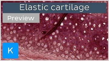 Elastic cartilage tissue under the microscope (preview) - Histology | Kenhub