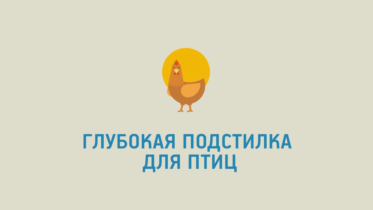 Применение бактерий для подстилки в курятнике картинка Применение бактерий для подстилки в курятнике картинки
