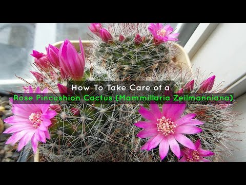 Video: Information On Pincushion Cactus Care