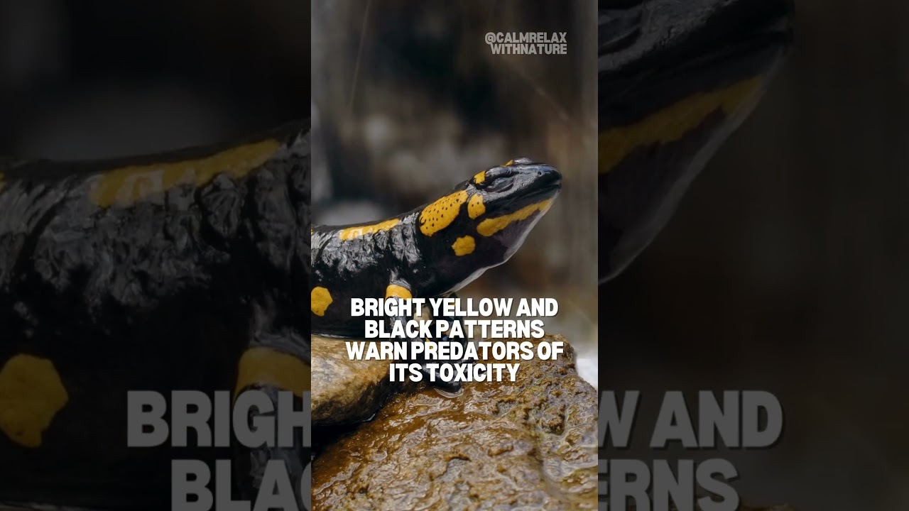 🐸Fire Salamander: Striking Colors, Toxic Defense