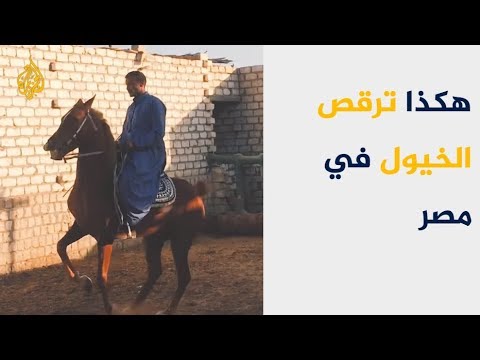 ريف مصر.. هكذا ترقص الخيول