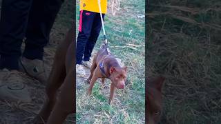 Evening walk with zorro #dog #pets #gultairdog #punjabishokvlogs #doglover