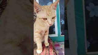 Kucing kakak adek #kimmi #kitti #cute #cat