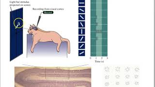 Orientation/edge detector cells in visual cortex for Life Science Resimi