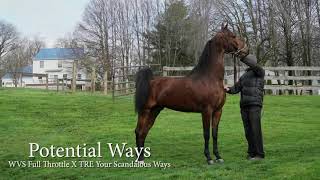 Potential Ways: Morgan Mare For Sale