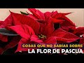 Cómo cuidar la Flor de Pascua: La Flor Tradicional de La Navidad ||Discovery Mundo image