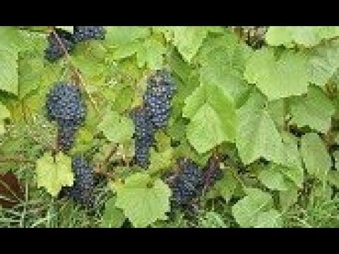 Как вырастить виноград в новосибирске