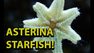 Asterina Starfish - Are They Bad For You Reef Tank ?