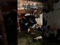 COW LOVER #cow #cowlover #mandi #shorts #viral #fyp