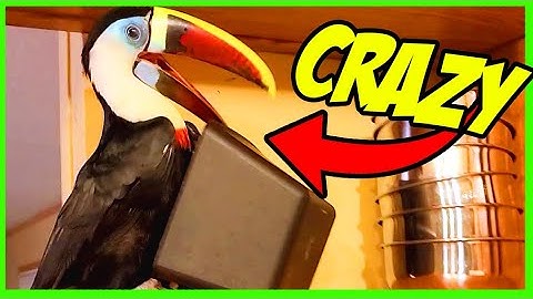 Random House Toucan Shenanigans