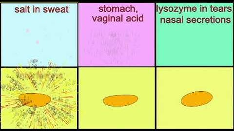 AP2 EXAM 2: ANTIMICROBIAL CHEMICALS.avi