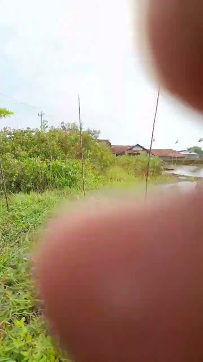 Mikat Ciblek Klik-Klik Tanpa Mp3#shorts