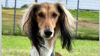 Funny Dogs Compilation #180 (Afghan Hound)!!!!