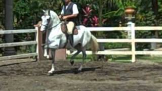 Principe Caballo criollo de paso costarricense