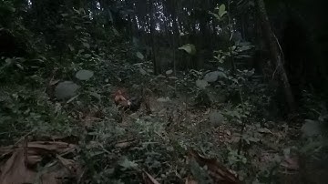 Bẩy gà rừng 2020. Trời chưa sáng đã có bổi. Mồi f1 lập công mã số 14.