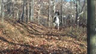 Moose 8 Y/O Leopard Appaloosa Gelding *SOLD*