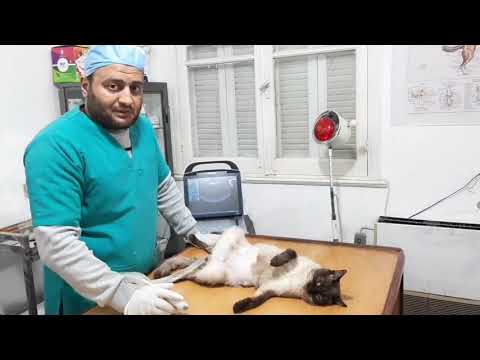 فيديو: احتباس السوائل وتورم الأنسجة بسبب تجمع الليمفاوية في القطط