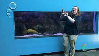 Nauticus Virtual Adventures - Green Moray Eel