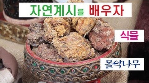 몰약이란 무엇을 상징하나? 몰약은 방부제와 향료의 재료이다.동방박사가 몰약을 주님께 드렸다.성탄절.크리스마스 향기와 믿음의 고백. 섬김.기도