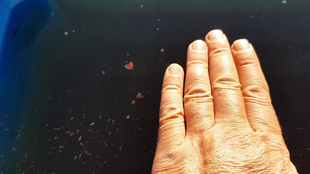 Aквариум личинки комаров.сюрприз