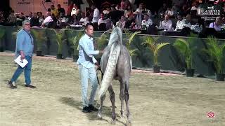 N 134 SOHAIL EL MOEZ   The Elite Egyptian AHC 2024   Colts 3 Years Old Class 8
