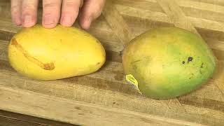 New Crop Ataulfo Mangoes