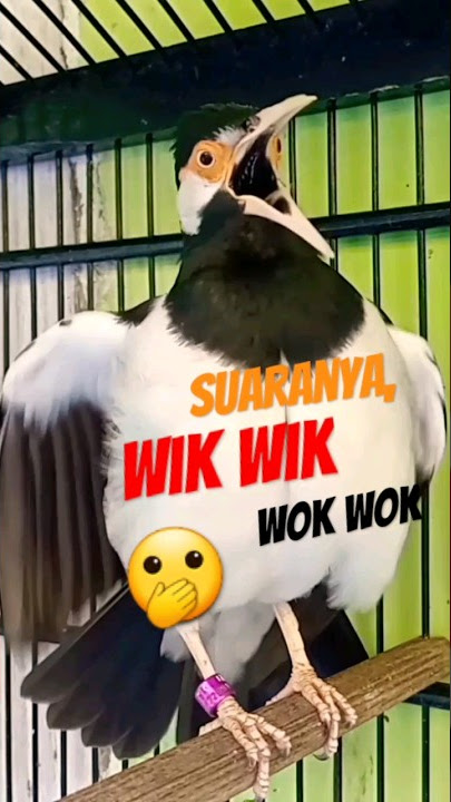Suara Jalak Suren Gacor Unik Wik Wik Wok Wok #jalaksurengacor #starlingbird #jalaksurenisian #asmr