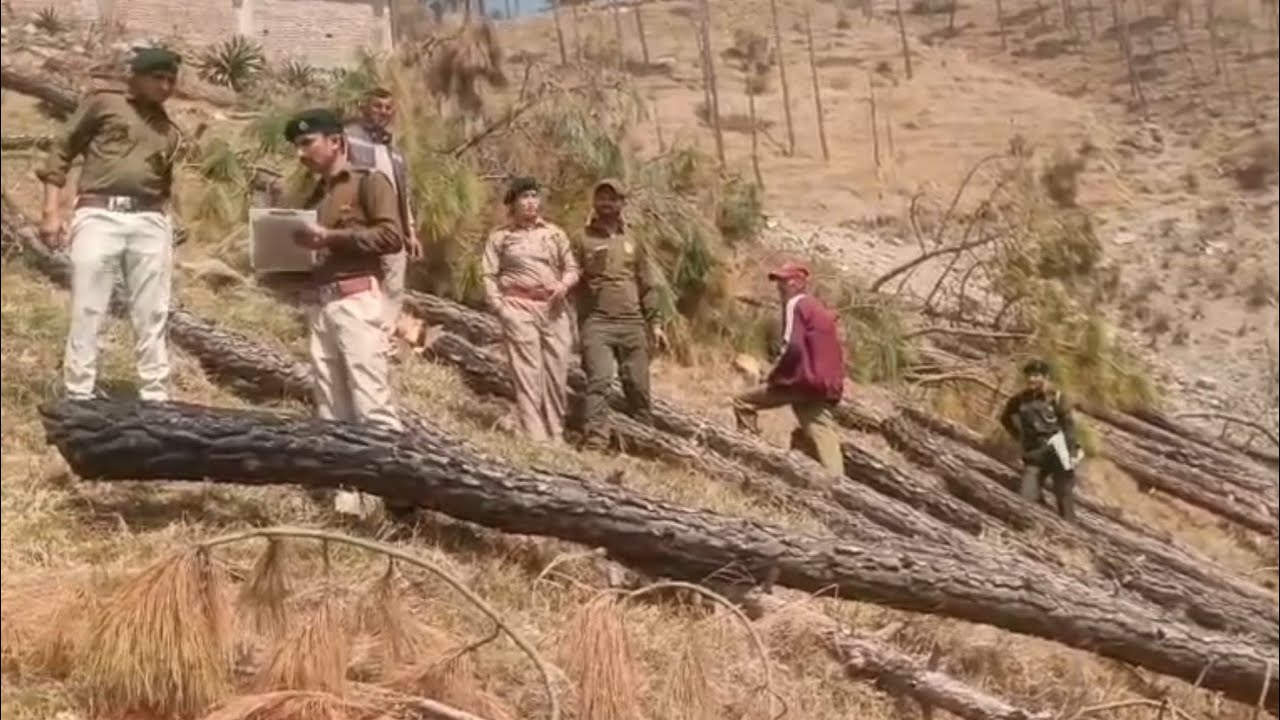 पूर्व CM बोले सत्ता बदलते ही होगी शिलाई मे सैंकड़ों पेड़ काटने वाले मंत्री के करीबी पर कार्रवाई 