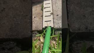 How to clean my clean my pool deck drains! #howto #pool