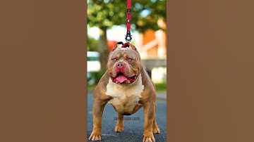 Most Dangerous Dog Breeds #dog #dogs #shorts